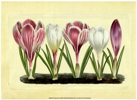 Crocus II by Vision Studio art print