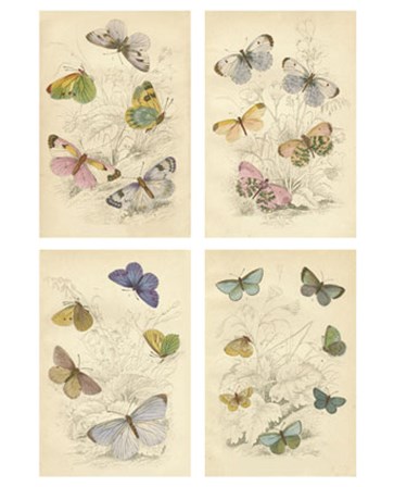 Jardini Butterflies art print