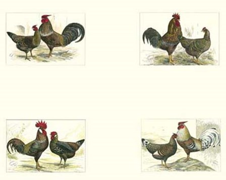 Miniature Roosters art print