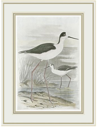 Winged Stilt by F.W. Frohawk art print