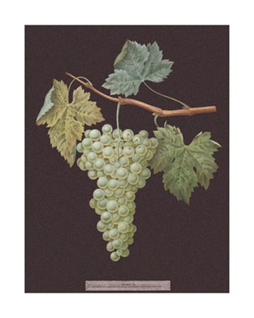 White Grapes by George Brookshaw art print