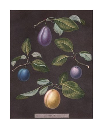 Plums by George Brookshaw art print