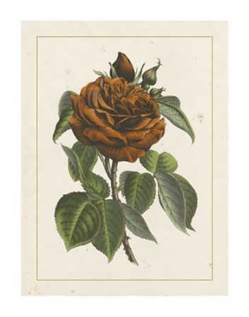 Chinese Red Rose I art print