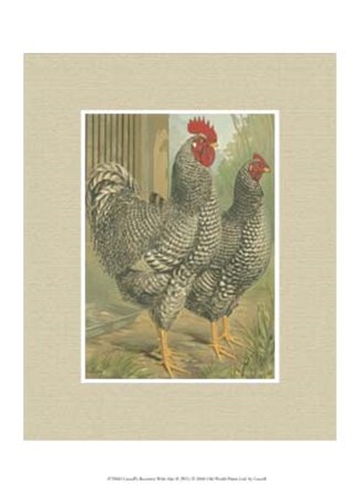 Cassell&#39;s Roosters with Mat II by Cassell art print