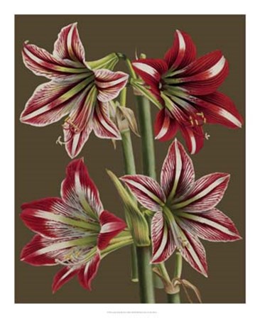 Lush Amaryllis II by Ludwig Van Houtte art print