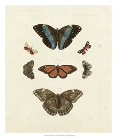 Butterflies IV by George Wolfgang Knorr art print