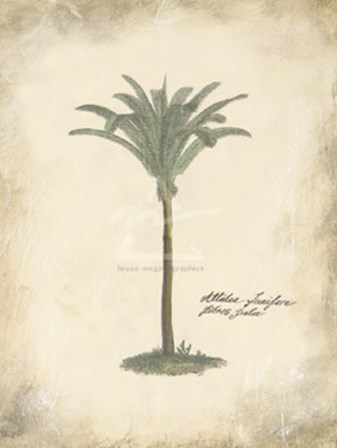 Fibres Palm by Annabel Hewitt art print