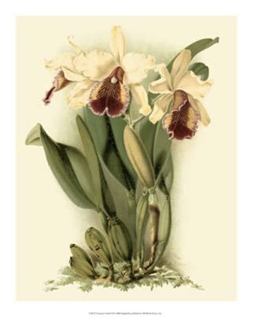 Dramatic Orchid II art print