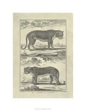 Panther Leopard by Denis Diderot art print