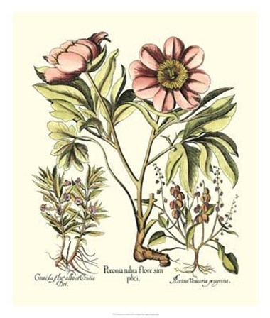 Framboise Floral II by Basilius Besler art print