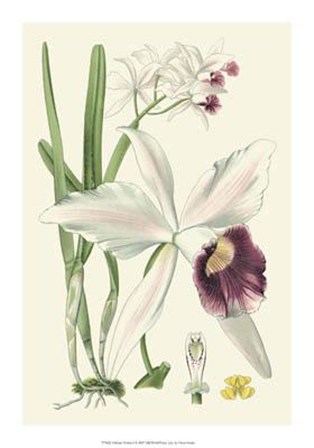 Delicate Orchid II by Vision Studio art print
