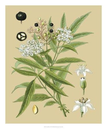 Ivory Blooms I by Vision Studio art print