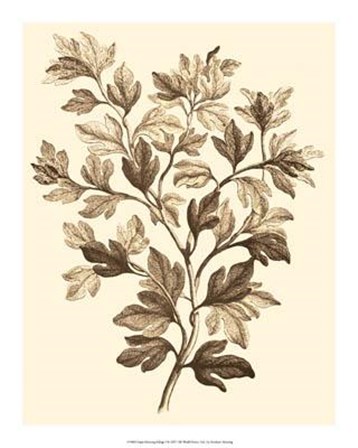 Sepia Munting Foliage I by Abraham Munting art print