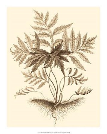 Sepia Munting Foliage IV by Abraham Munting art print