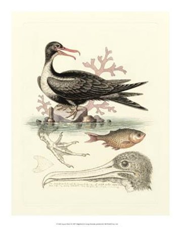 Aquatic Birds I by George Edwards art print