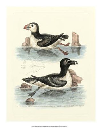 Aquatic Birds II by George Edwards art print