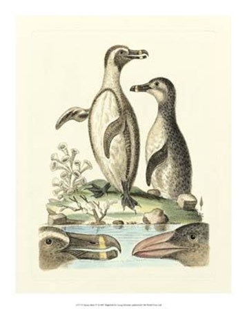 Aquatic Birds IV by George Edwards art print