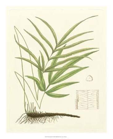 Eaton Ferns I art print