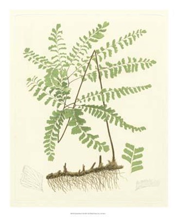 Eaton Ferns II art print