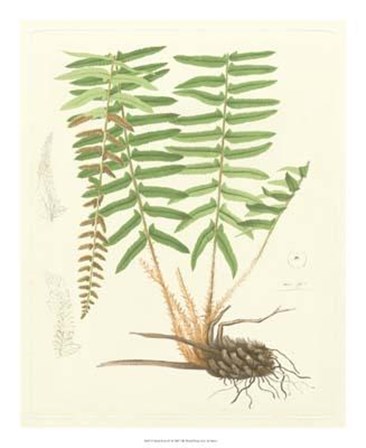 Eaton Ferns IV art print