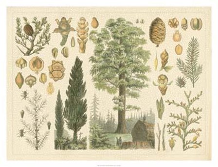 Arbor Collection art print