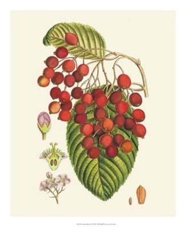 Crimson Berries II art print