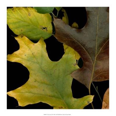 Vivid Leaves II art print