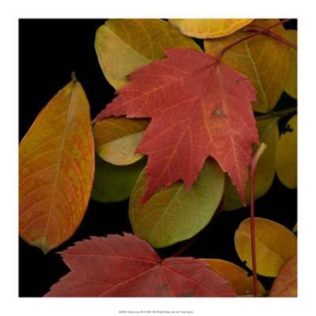 Vivid Leaves III art print