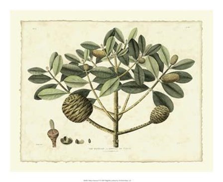 Delicate Botanical IV art print