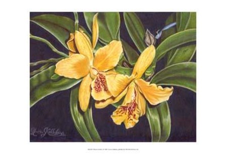Vibrant Orchid I by Harry Callahan art print