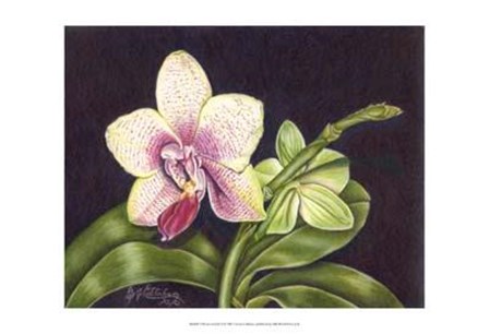 Vibrant Orchid II by Harry Callahan art print