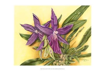 Vibrant Orchid IV by Harry Callahan art print
