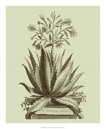 Vintage Aloe I by Abraham Munting art print