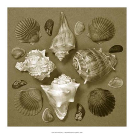 Shell Collector Series IV by Renee Stramel art print