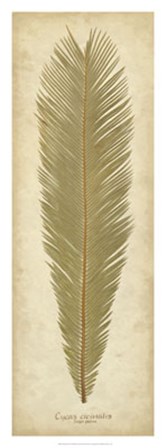 Sago Palm I by R. B. Davis art print