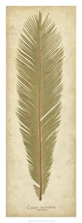 Sago Palm II by R. B. Davis art print