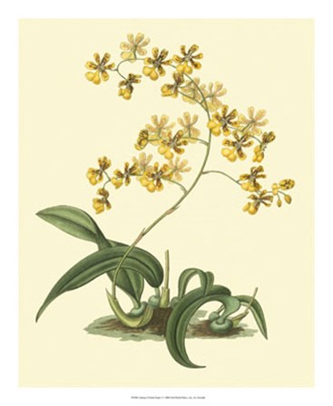 Antique Orchid Study I by George Edwards art print