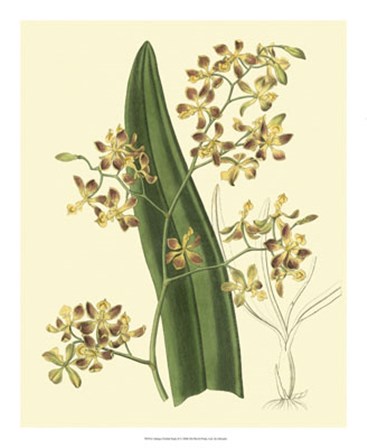 Antique Orchid Study II by George Edwards art print