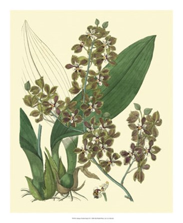 Antique Orchid Study III by George Edwards art print