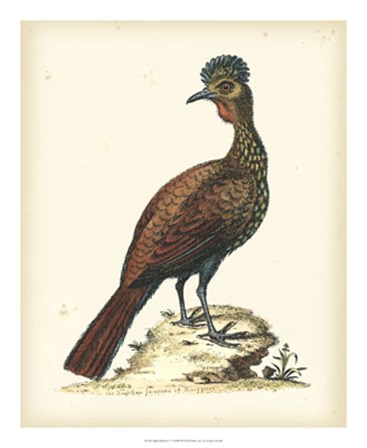Regal Pheasants V by George Edwards art print