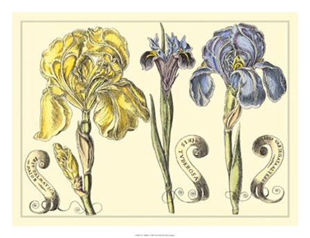Iris in Bloom I by Claude Langlois art print