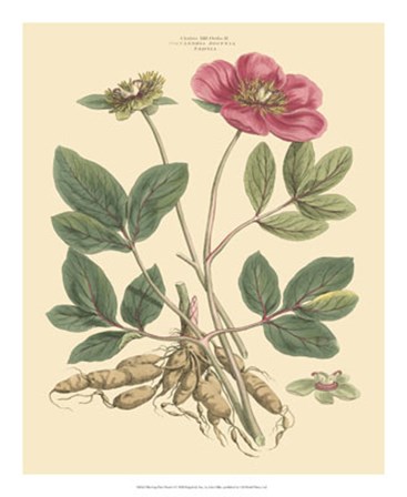 Blushing Pink Florals I by John Miller art print