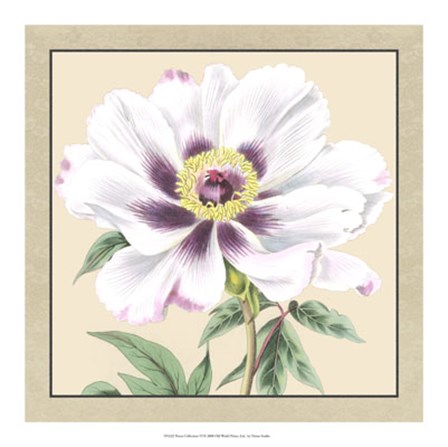 Peony Collection VI by Vision Studio art print