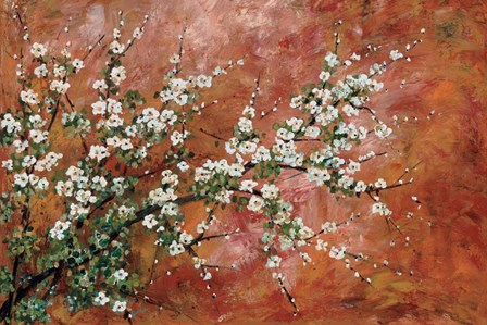 Wild Plum Blossoms by Zachary Alexander art print