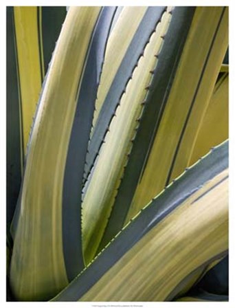 Variegated Agave II by Rachel Perry art print