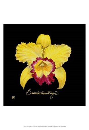 Vivid Orchid VII by Ginny Joyner art print