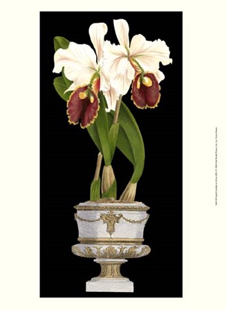 Small Orchids in Silver (IP) I art print