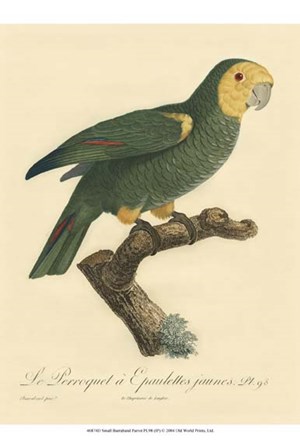 Small Barraband Parrot PL 98 (IP) art print