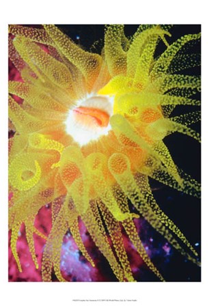 Graphic Sea Anemone II by Vision Studio art print