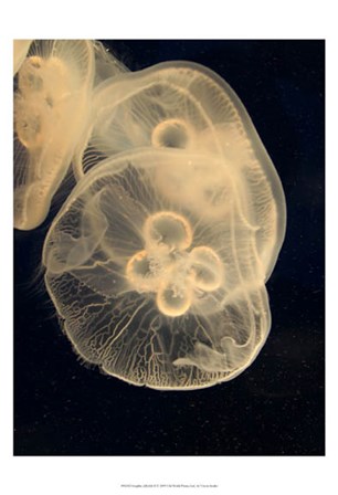 Graphic Jellyfish II by Vision Studio art print